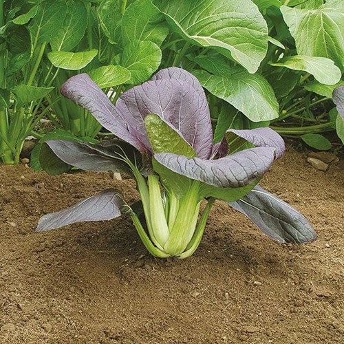 Kål, Pak Choi, Red Choi F1