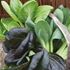 Kål, Pak Choi, Color & Crunch F1