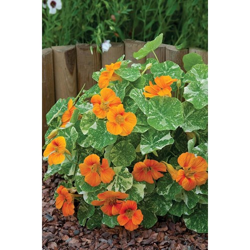 Krasse, Busk, Alaska tip top deep orange