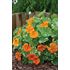 Krasse, Busk, Alaska tip top deep orange