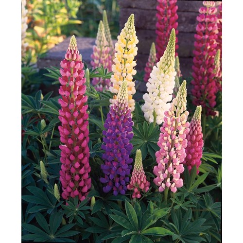 Lupin, Festival mix
