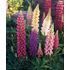 Lupin, Festival mix