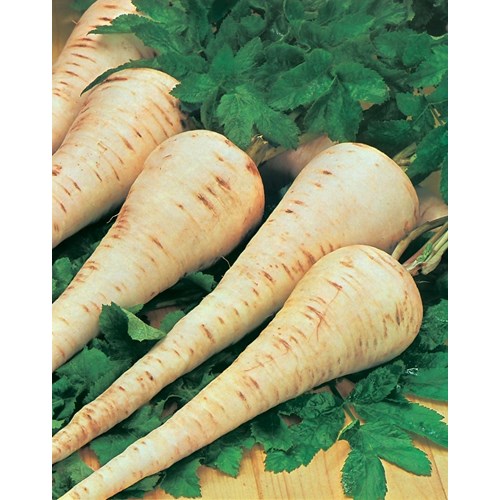 Palsternacka, Gladiator F1