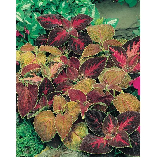 Palettblad, Flame dancers