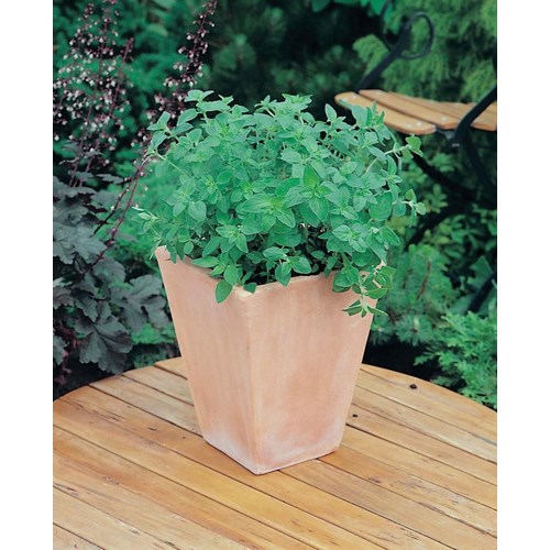 Oregano, Grekisk