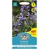 Nepeta, Blue panther