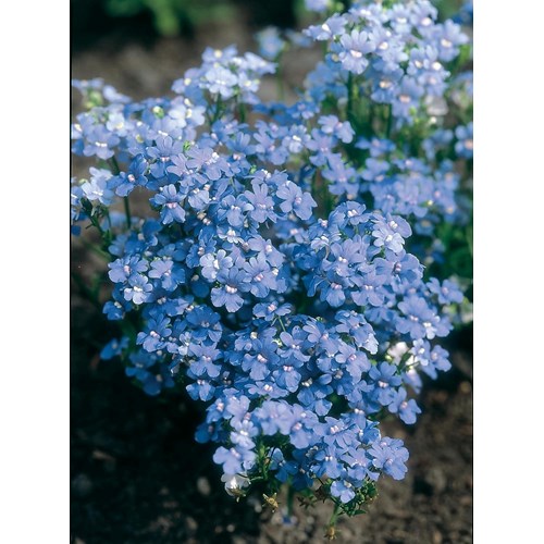 Nemesia, Blue gem