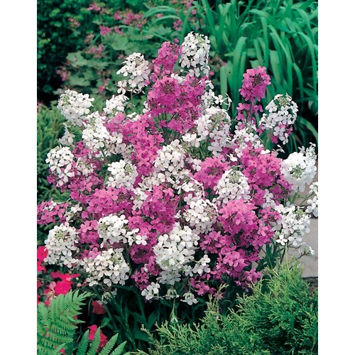Nattviol, Rocket mix
