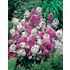 Nattviol, Rocket mix