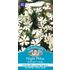 Nattblomster, Midnight Candy