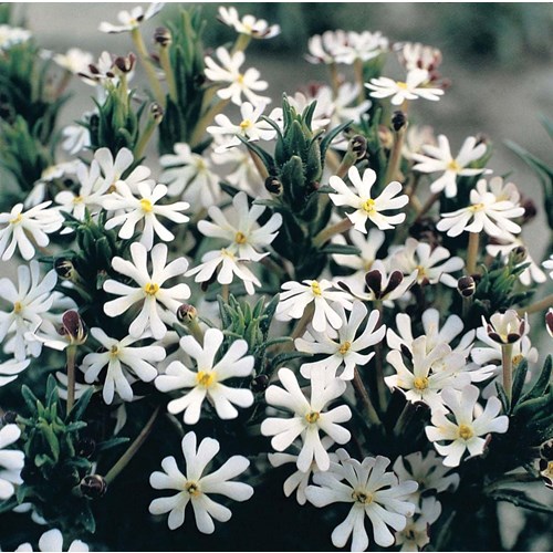 Nattblomster, Midnight Candy