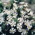 Nattblomster, Midnight Candy