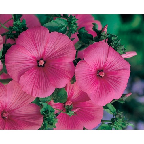 Malva, Sommarmalva, Ruby regis