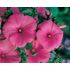 Malva, Sommarmalva, Ruby regis