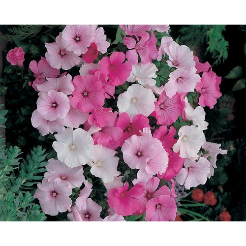 Malva, Sommarmalva, Parade mix
