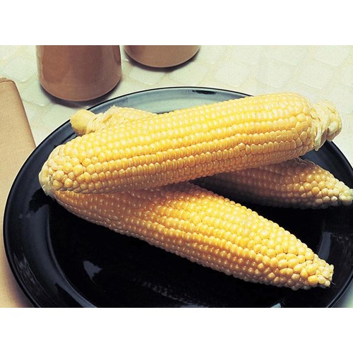 Majs, Incredible F1