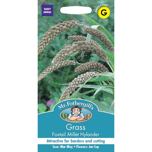 Prydnadsgräs, Foxtail Millet Hylander