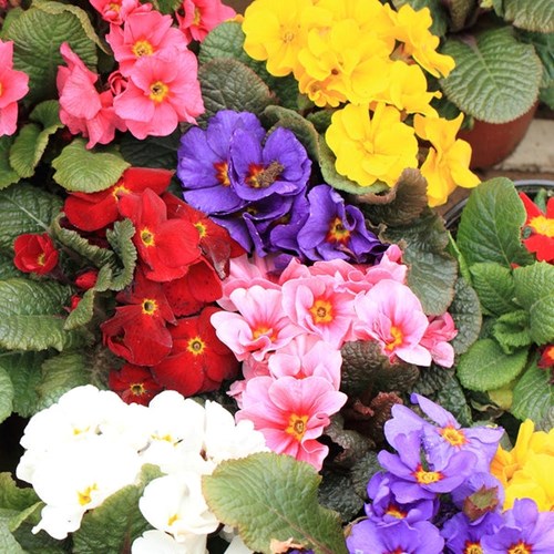 Primula, Storblommig blandning