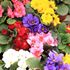 Primula, Storblommig blandning