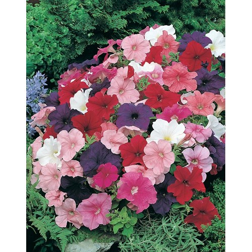 Petunia, Mr F´s multiflora mix F1