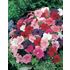 Petunia, Mr F´s multiflora mix F1