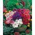 Petunia, Mr F´s grandiflora mix F1