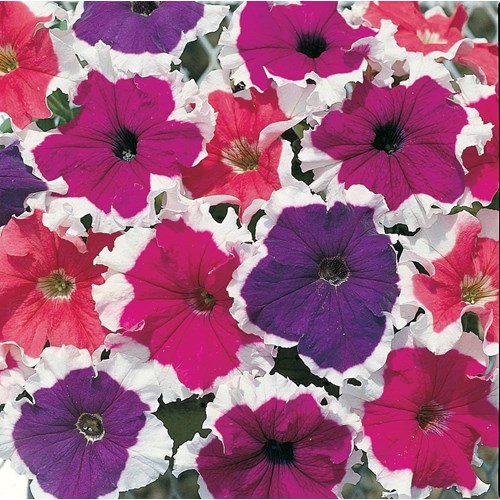 Petunia, Frost mix F1