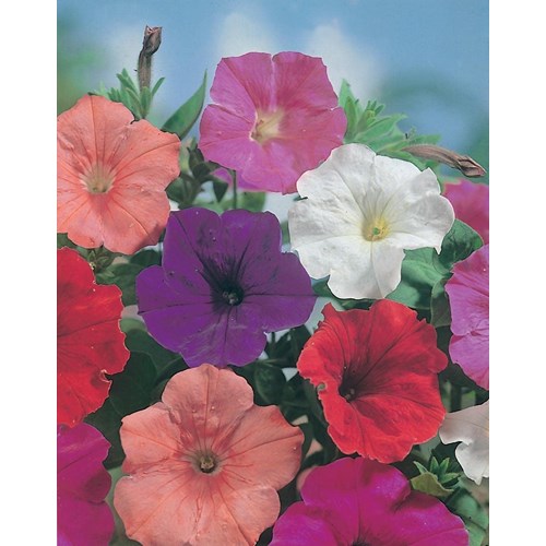 Petunia, Confetti mix F2