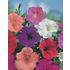 Petunia, Confetti mix F2