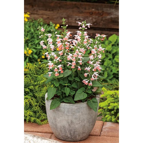 Salvia, Summer jewel pink