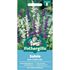 Salvia, Blue & white mix