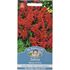 Salvia, Blaze of fire
