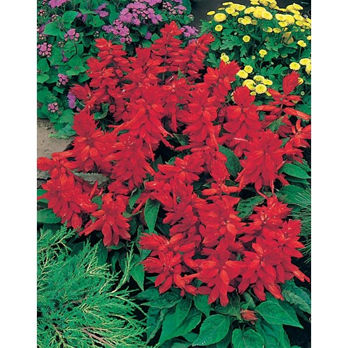 Salvia, Blaze of fire