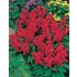 Salvia, Blaze of fire