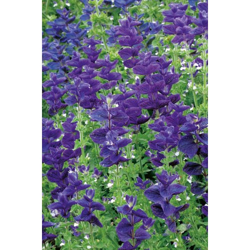 Salvia, Broksalvia, Blue Monday