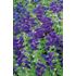 Salvia, Broksalvia, Blue Monday