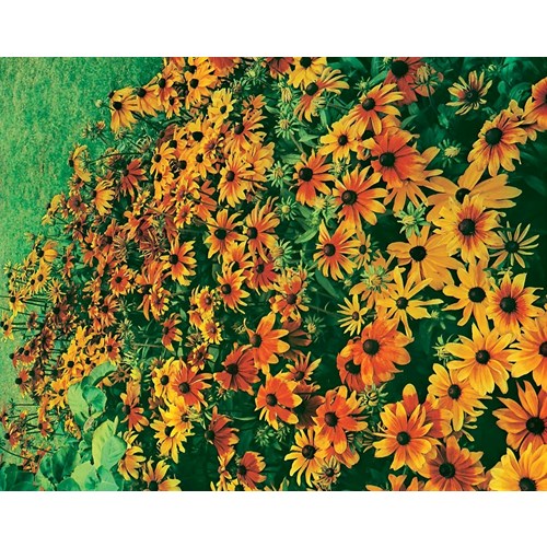 Rudbeckia, Rustic Dwarf mix
