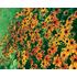 Rudbeckia, Rustic Dwarf mix