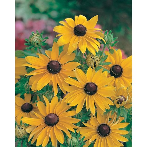 Rudbeckia, Marmalade