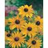 Rudbeckia, Marmalade