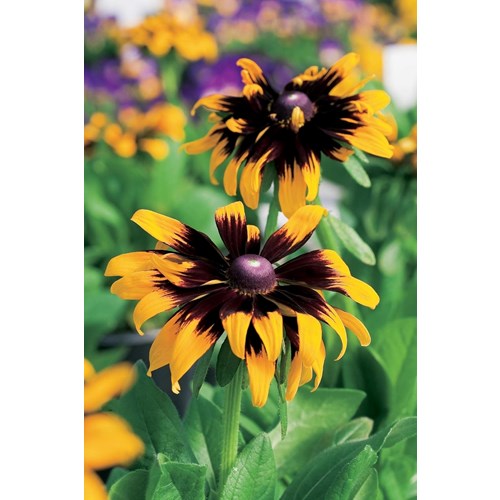 Rudbeckia, Aries