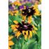 Rudbeckia, Aries