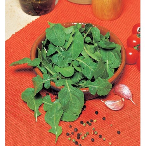 Rucola / Sandsenap
