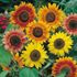 Solros, Sunburst mix