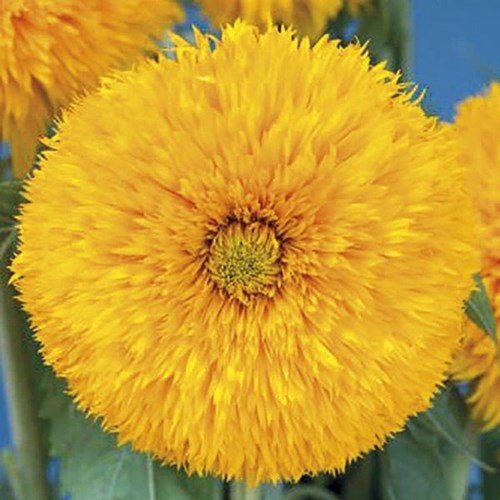 Solros, Sun king