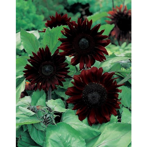 Solros, Black magic F1