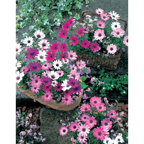 Stjärnöga, Daisy Mae mix