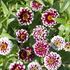 Zinnia, Jazzy red