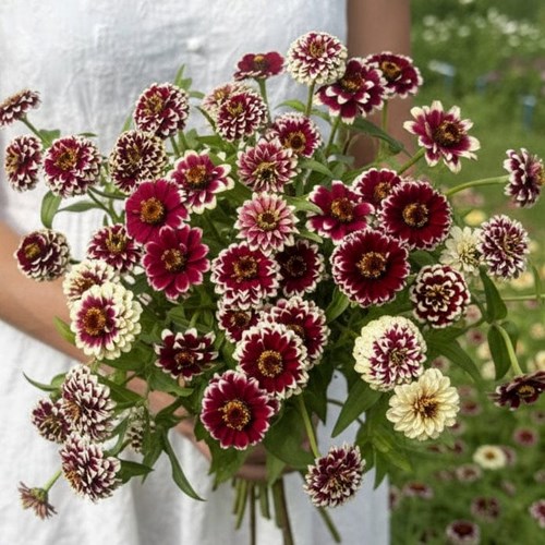 Zinnia, Jazzy red