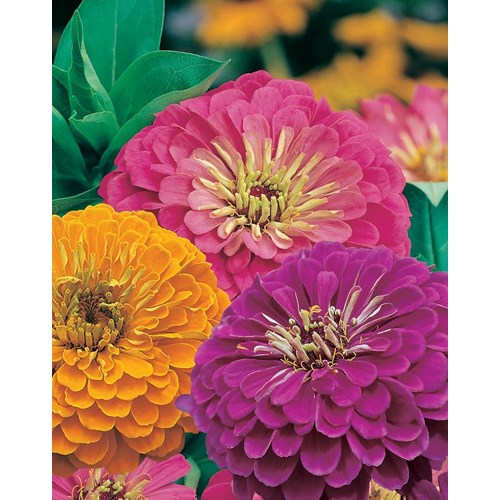 Zinnia, Jazz